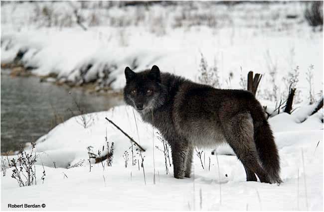 Tuk - captive wolf by Robert Berdan ©