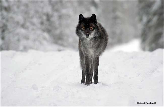Black wolf (captive) by Robert Berdan ©