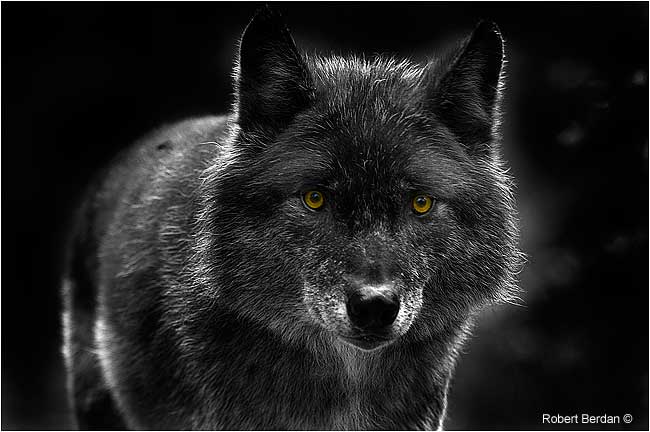 Greq Wolf captive by Robert Berdan ©