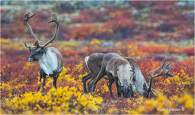 Caribou by Robert Berdan ©