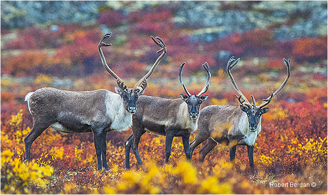 Three caribou "amigos" on the tundra by Robert Berdan ©