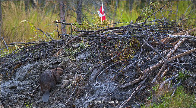 Beaver on hut with Canadian flag by Robert Berdan ©