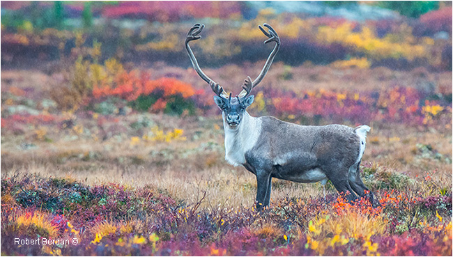 Caribou on tundra by Robert Berdan ©
