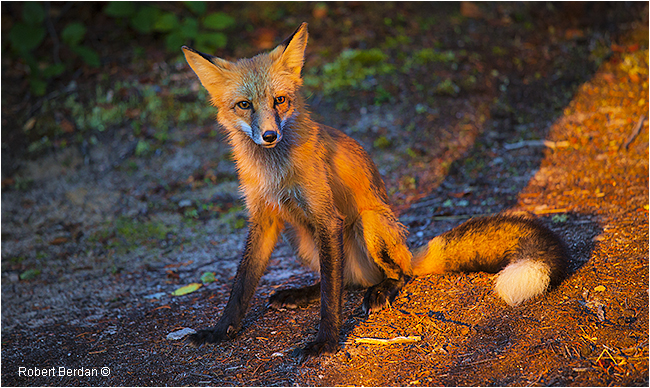 Red fox by Robert Berdan ©