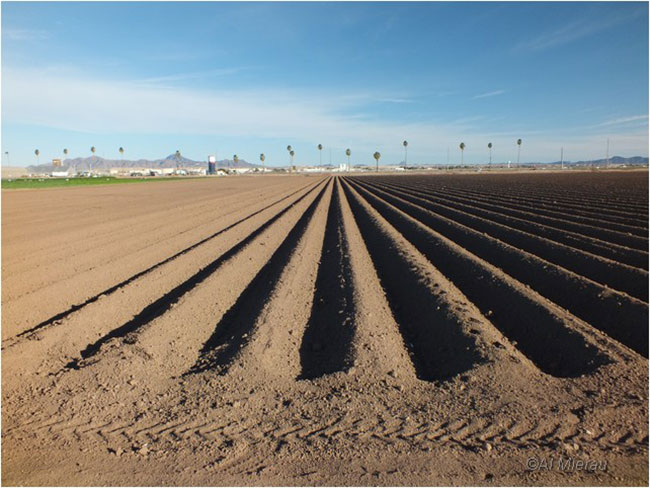 Plouged field in Yuma by Al Meirau ©