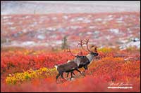 Caribou on tundra after first snow fall by Robert Berdan