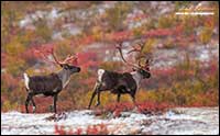 Caribou in autumn on tundra by Robert Berdan