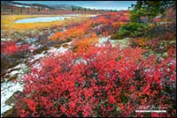 Colourful dwarf birch and willow cover the tundra in autumn by Robert Berdan 