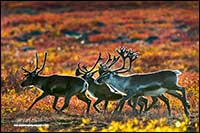 Small herd of Caribou gather in autumn near Point Lake Northwest Territories by Robert Berdan