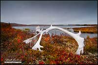 Caribou antler and Point Lake Lodge on the tundra in the Northwest Territories by Robert Berdan