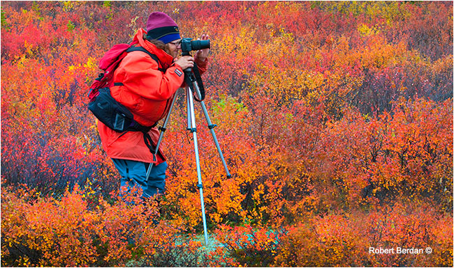 Photographer\artist using a tripod to photograph on the autumn tundra by Robert Berdan ©