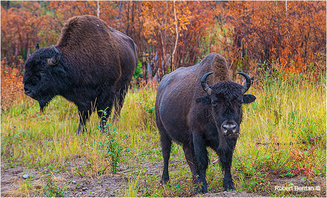 Bison north of Fort Providence by Robert Berdan ©