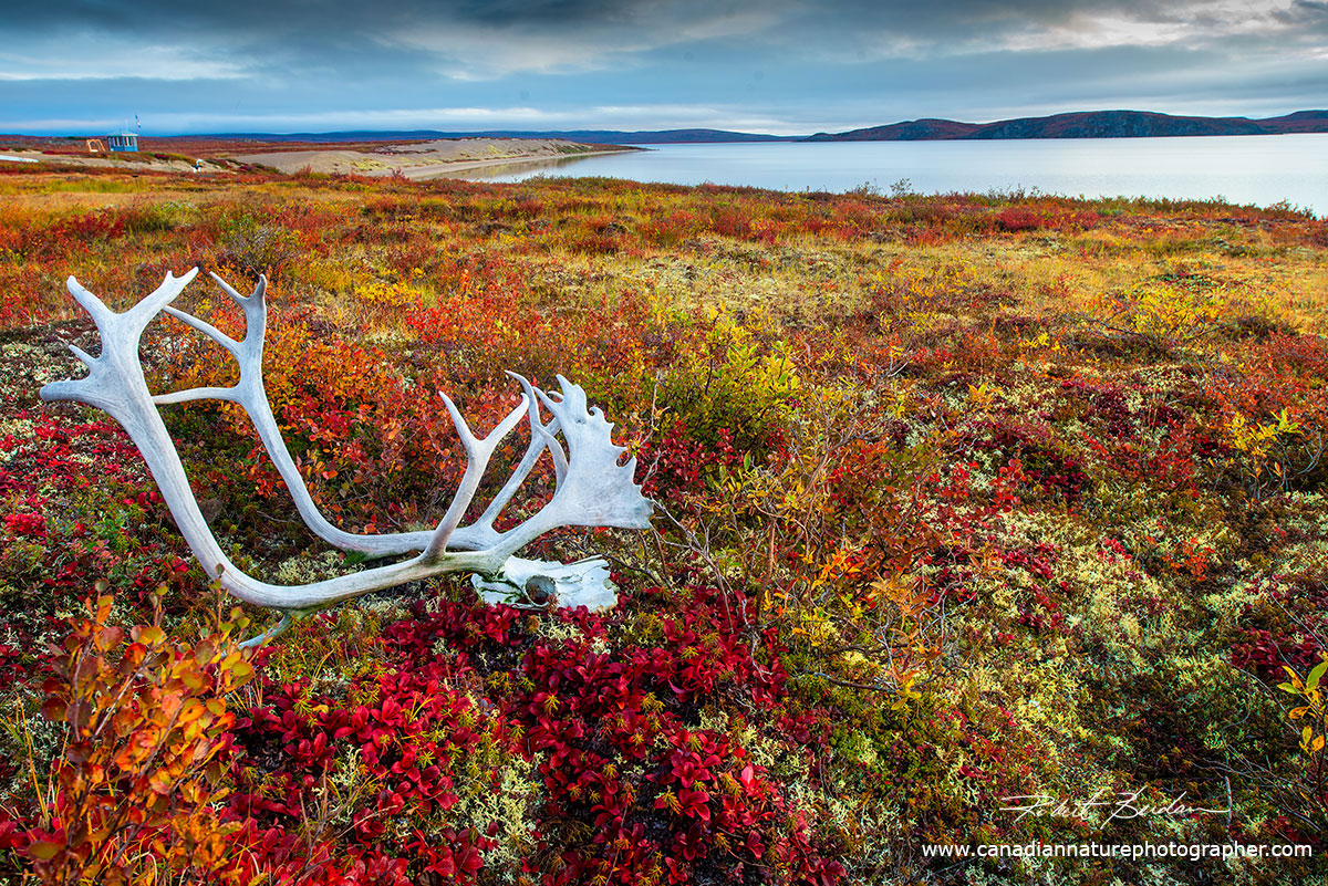 View in front of Point Lake Lodge with a caribou skull and antlers in the foreground by Robert Berdan ©