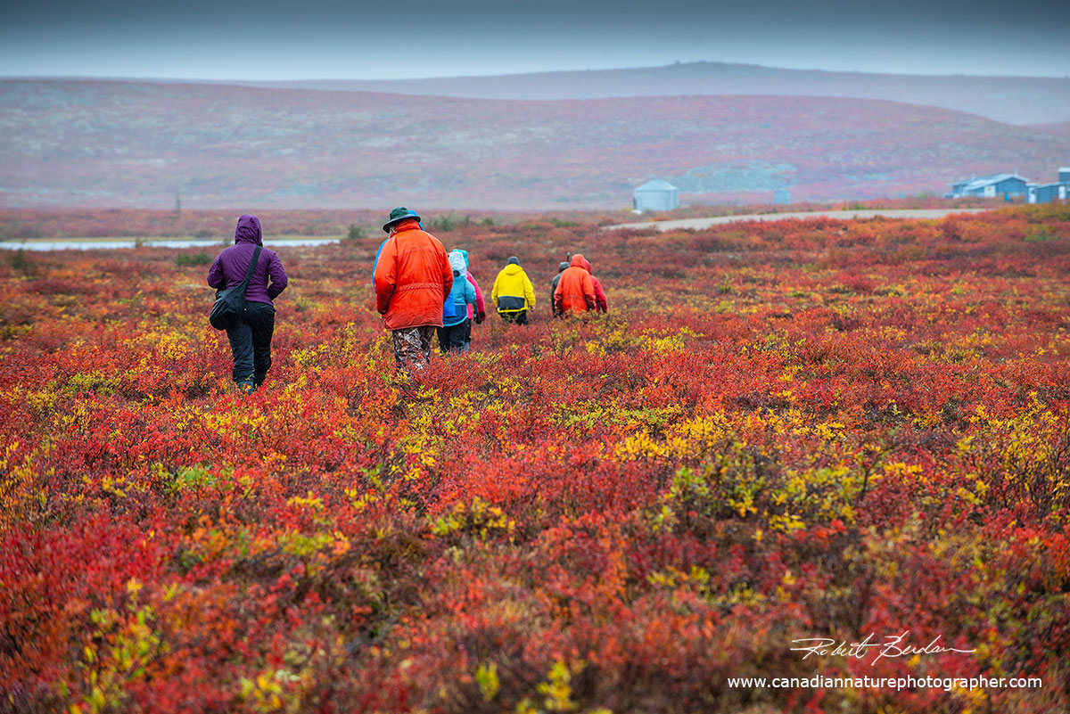 The first group of photographers heading back to the cabins after a short walk on the tundra by Robert Berdan ©