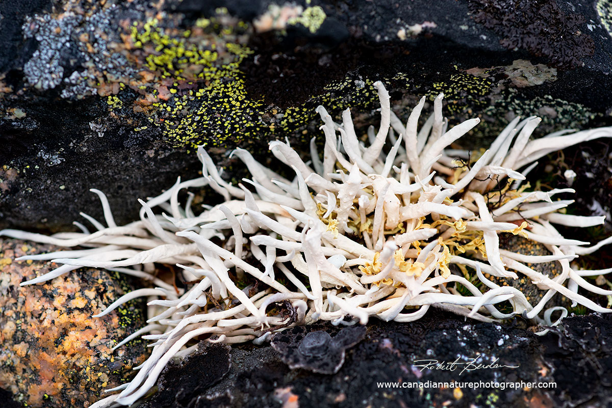 Worm lichen - this fruiticose lichen, Thamnolia vermicularis grows on the tundra by Robert Berdan ©