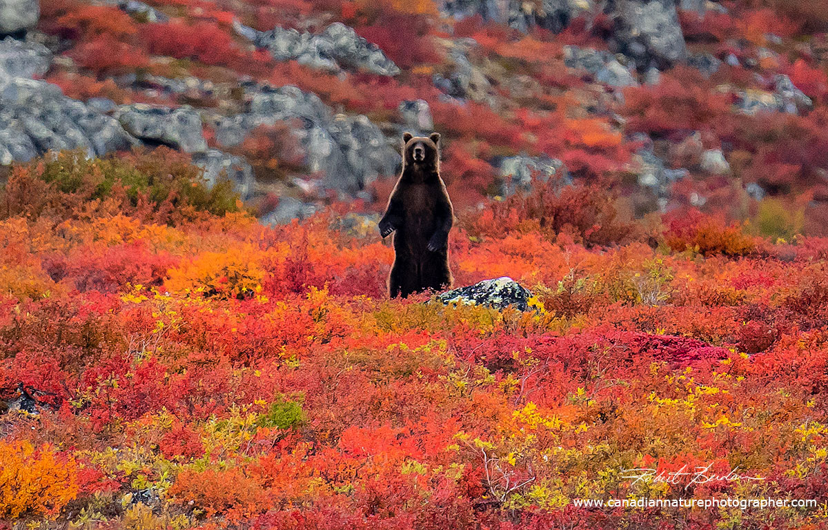 Grizzly standing on the Tundra by Robert Berdan ©