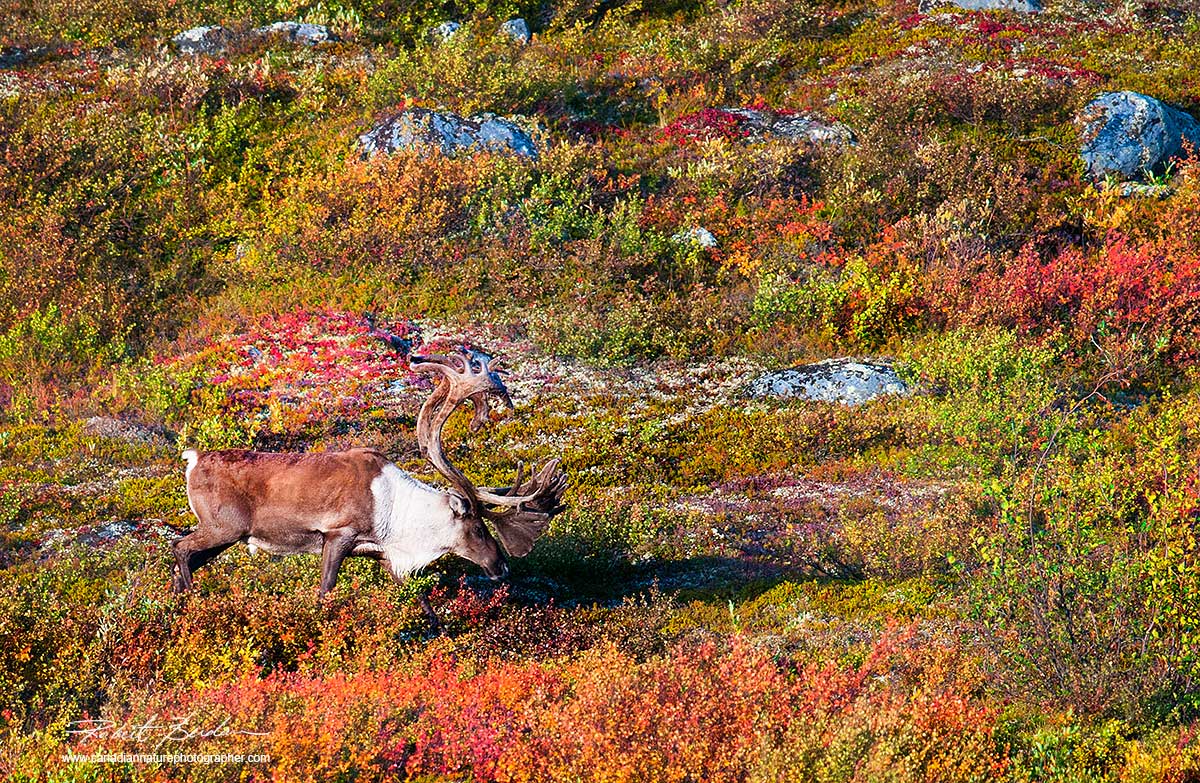 Single bull caribou on the tundra by Robert Berdan ©