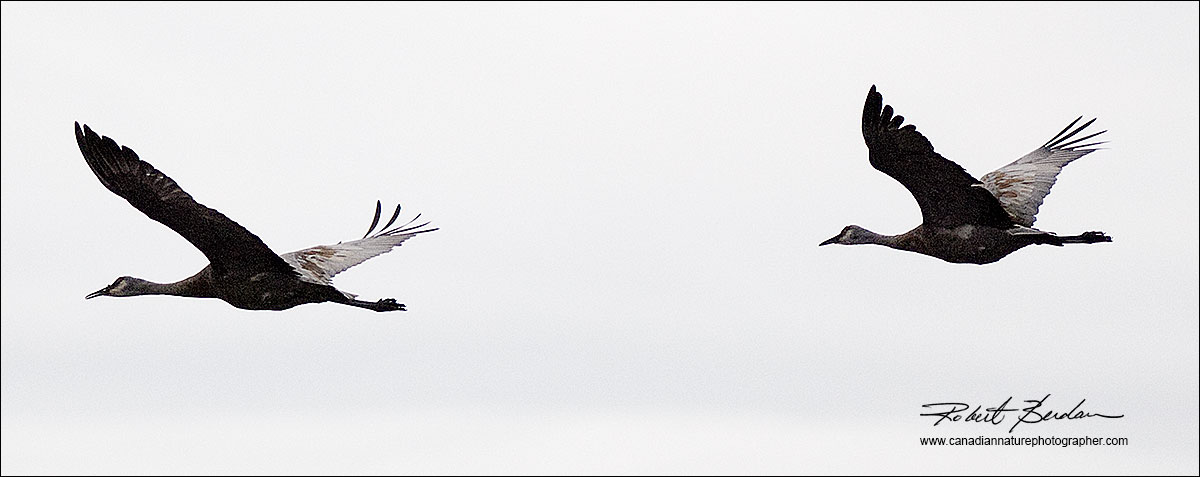 Sandhill cranes in flight by Robert Berdan ©