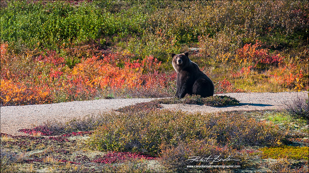 Grizzly bear on the tundra North West Territories by Robert Berdan ©