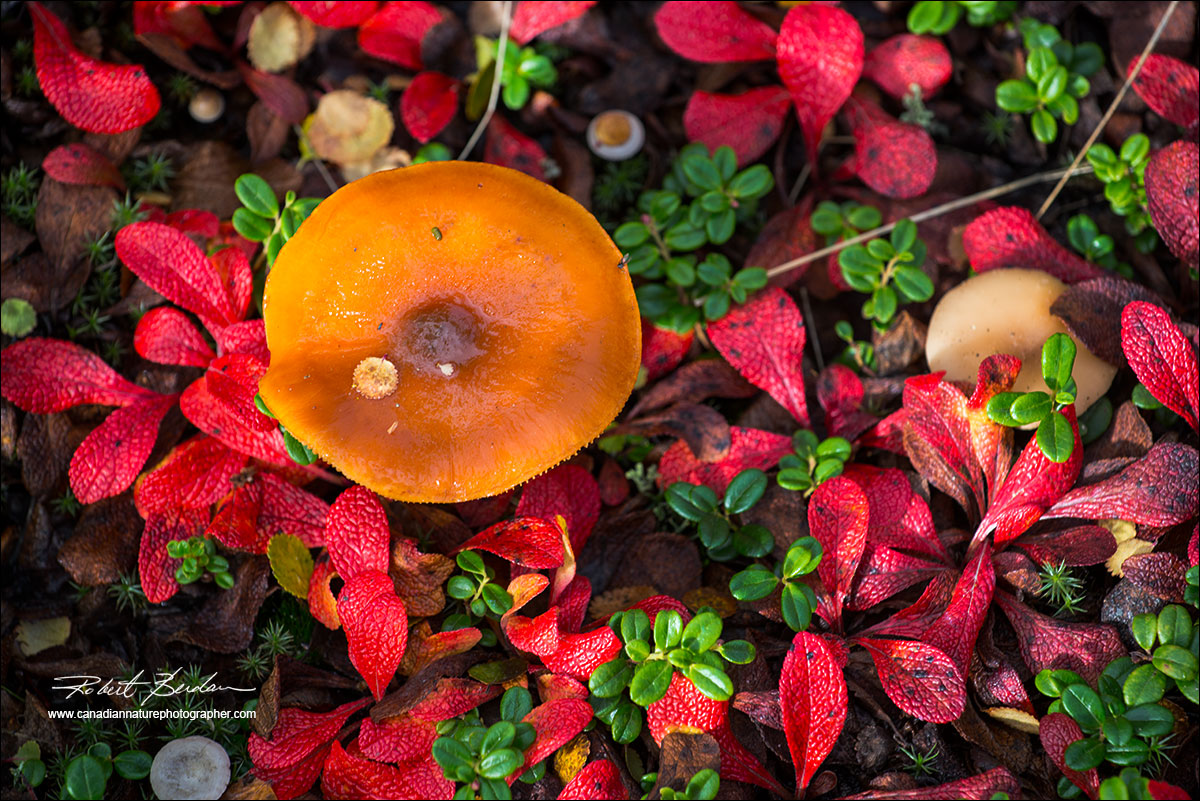 Mushroom and bearberry leaves tundra by Robert Berdan ©