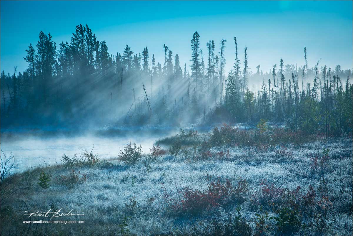 Ealry morning light boreal forest and frost by Robert Berdan ©