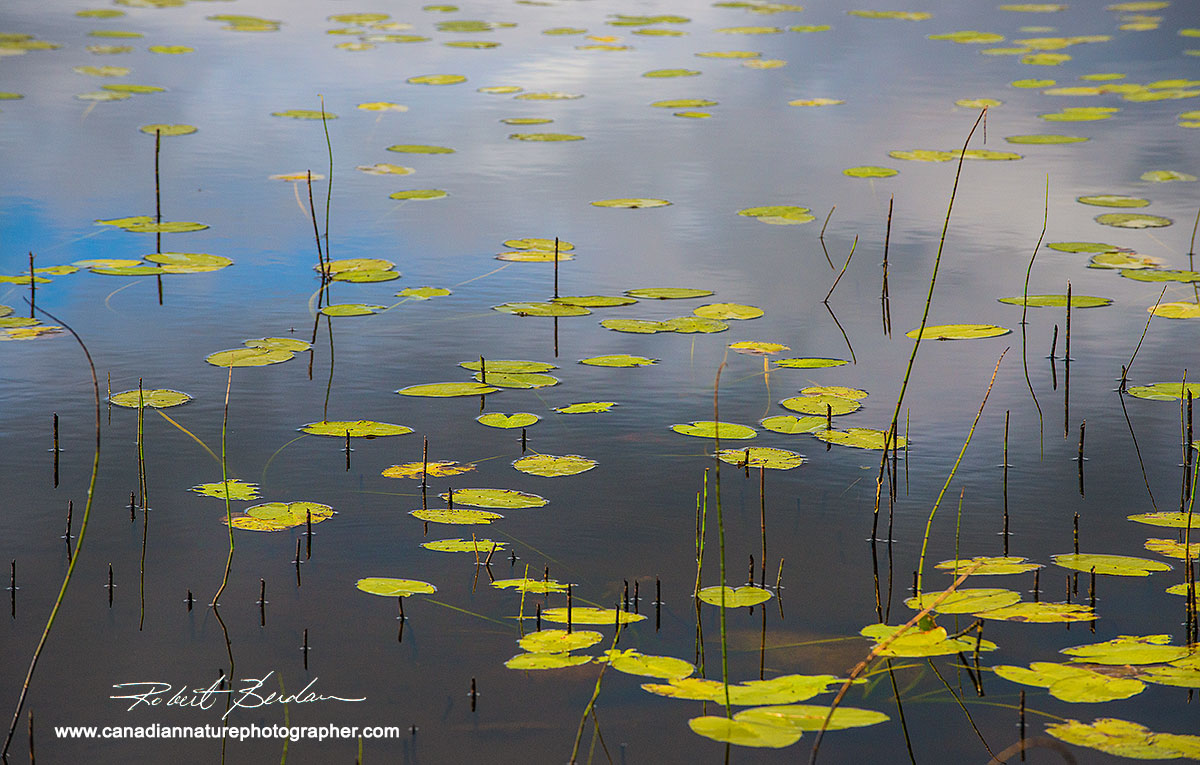 Lily pads in pond along the Ingraham trail outside Yellowknife by Robert Berdan ©