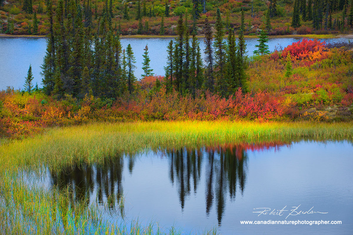 Pond at Birthday Point with red dwarf birch and white spruce. by Robert Berdan ©