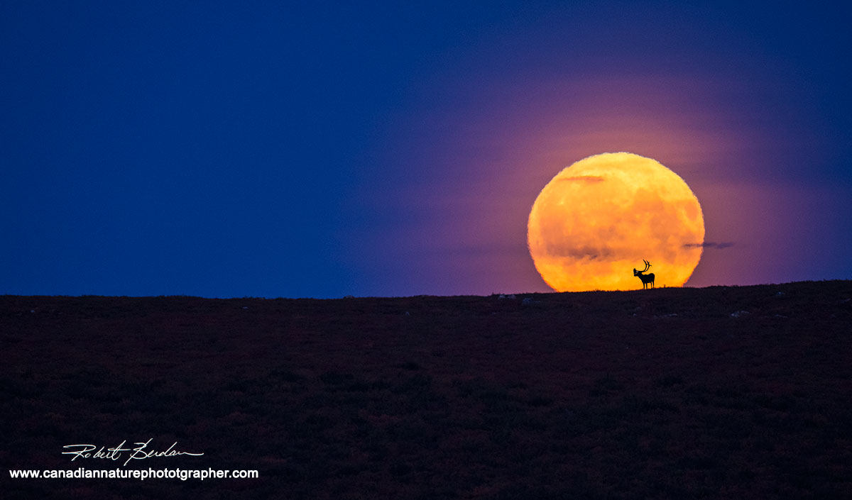 Full moon rising on the tundra at Point Lake  with caribou skyline by Robert Berdan ©