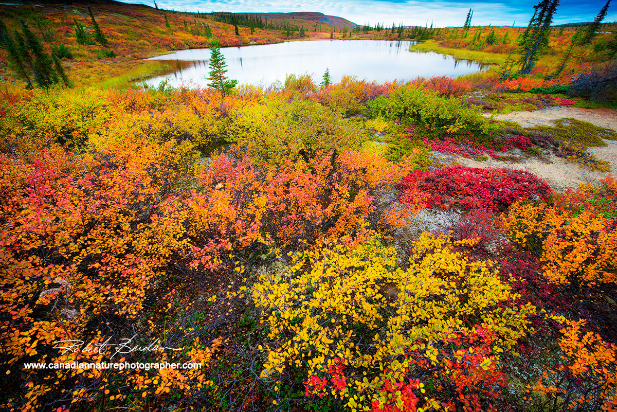Tundra pond surrounded by dwarf birch, willow and bear berry by Robert Berdan ©