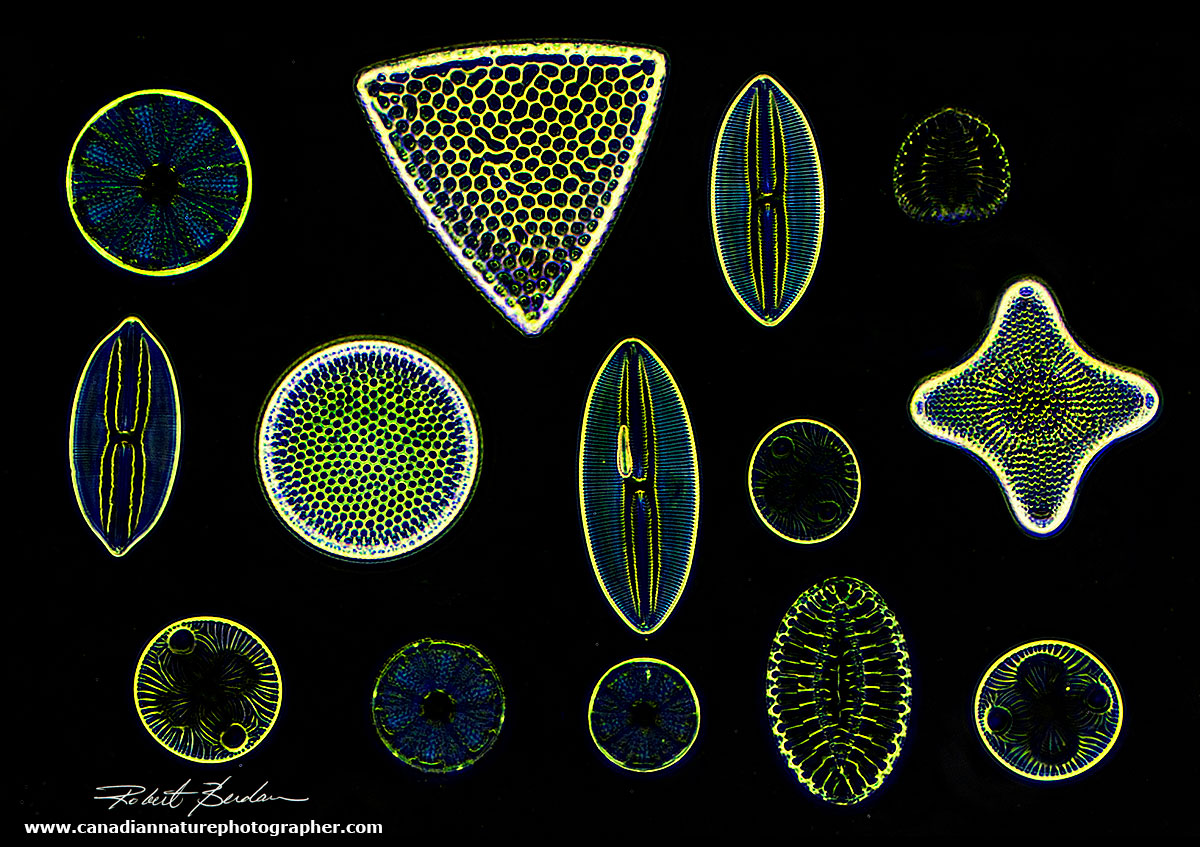 prepared diatoms from a purchased microscope slide by Robert Berdan ©