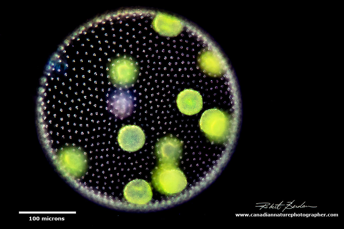 Volvox sp by darkfield microscopy by Robert Berdan ©