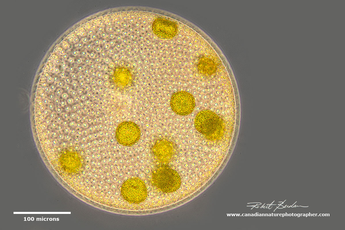 Volvox sp by Phase contrast microscopy by Robert Berdan ©