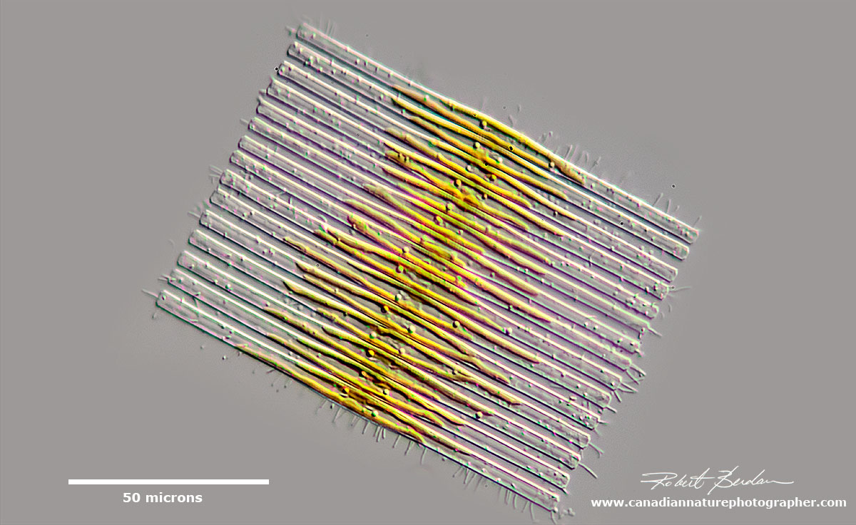 Fragilaria is common freshwater colonial diatom by Robert Berdan ©