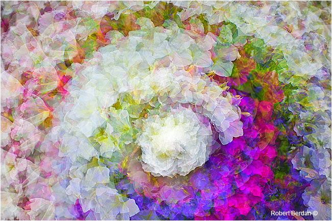 Multiple twirl photography of flowers by Robert Berdan ©