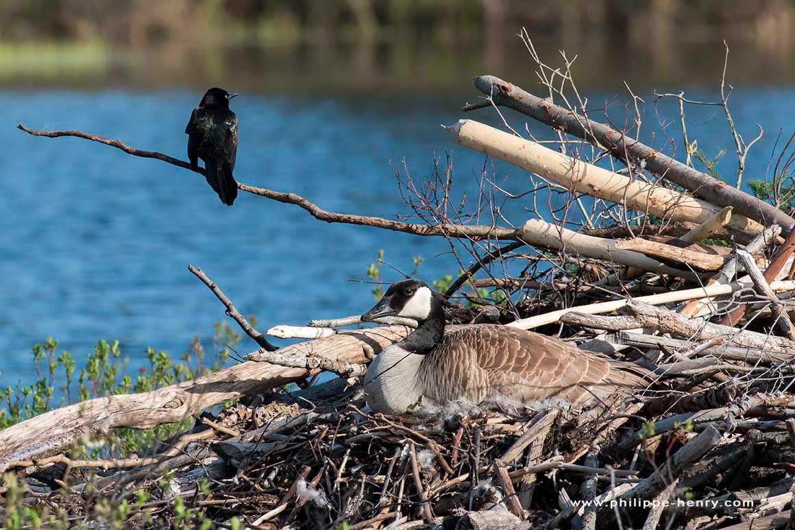 A Canada goose is nesting over an old beaver lodge by Philippe Henry © 