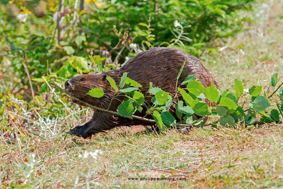 A happy beaver carrying one of its favorite food: a branch with fresh aspen leaves by Philippe Henry ©