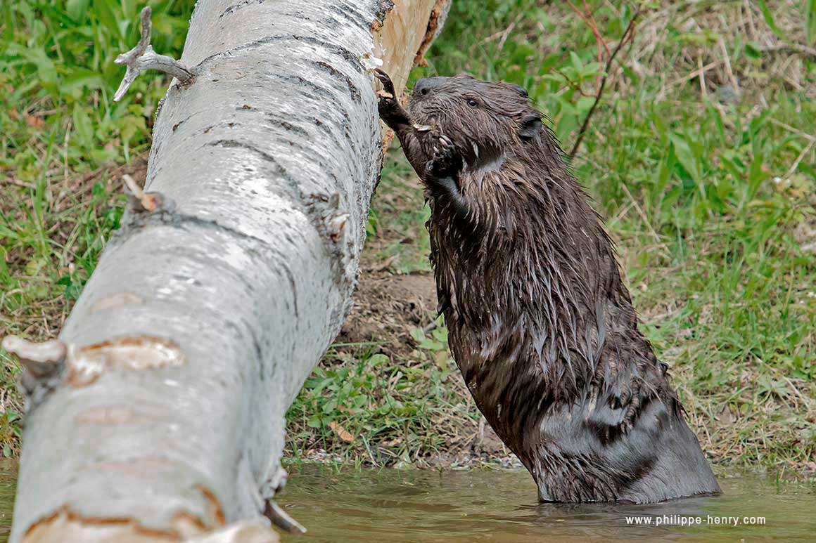 A beaver gnaws the bark of a huge birch tree by Philippe Henry ©
