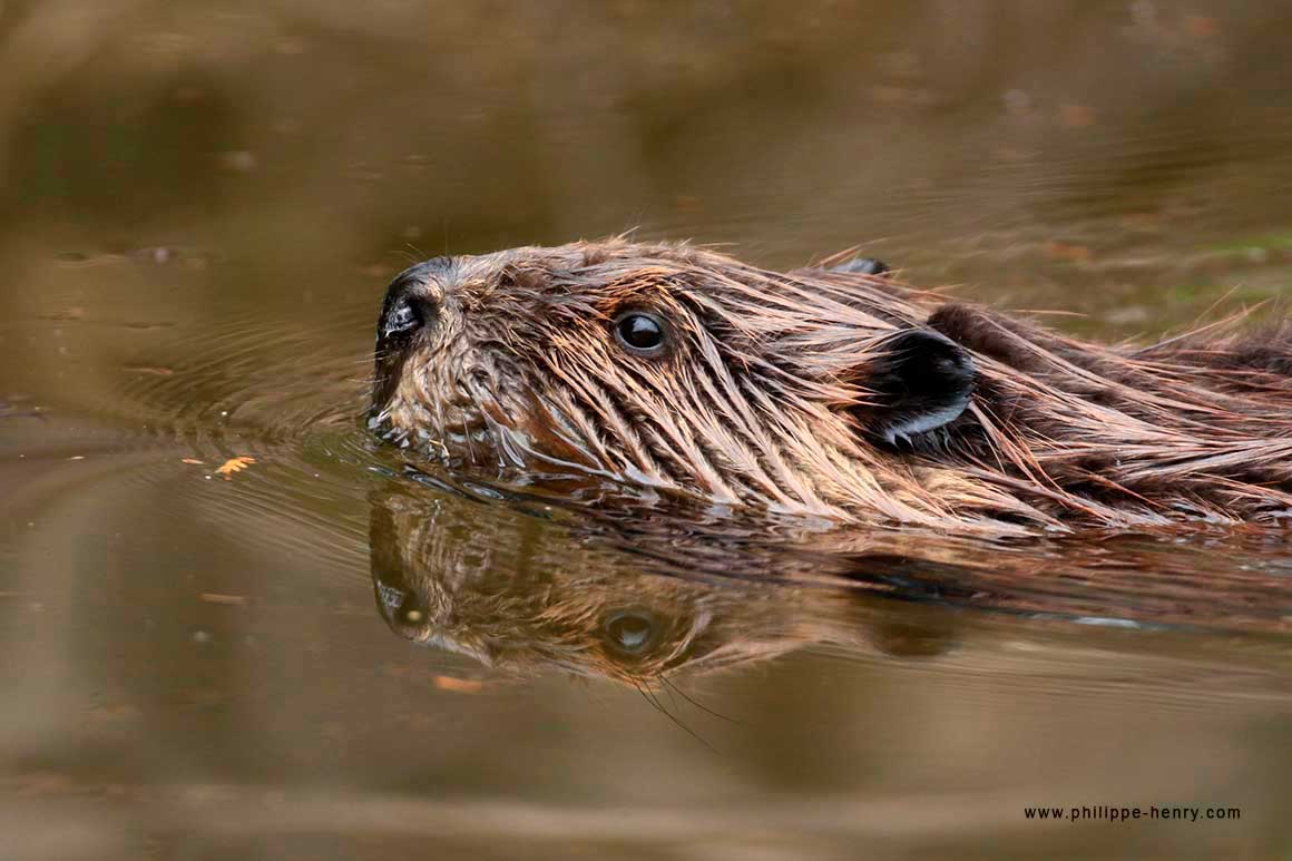 Beavers have excellent senses of hearing and smell by Philippe Henry ©