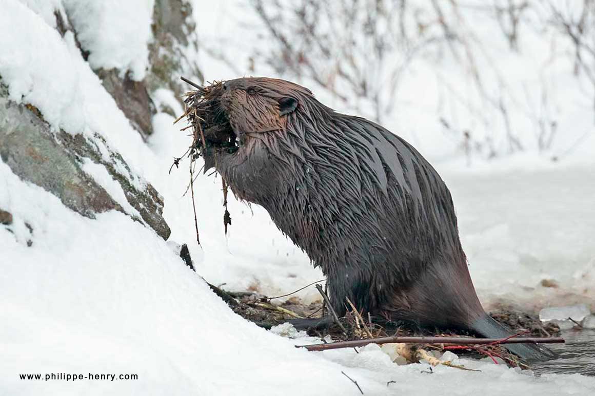 The beaver has a tail covered with quails that serves to keep its balance by Philippe Henry ©