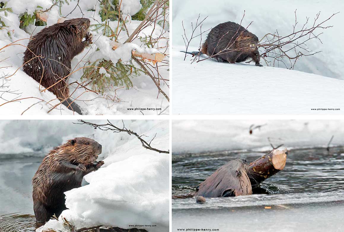 Beavers don't hibernate. In winter, they can feed under the ice with food from an underwater cache but they can also move outside the pond to collect more provisions by Philippe Henry ©