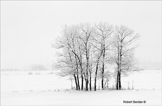 Aspens in snow storm horse creek road, AB by Robert Berdan ©