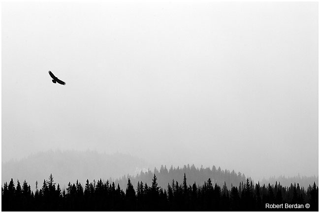 Eagle in front of snow squall Banff National Park by Robert Berdan 