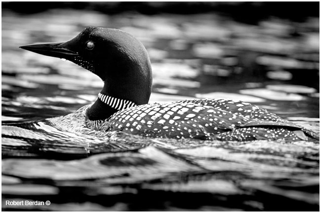 Common Loon in black and white by Robert Berdan ©