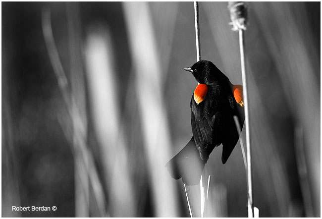 Red winged-blackbird by Robert Berdan ©
