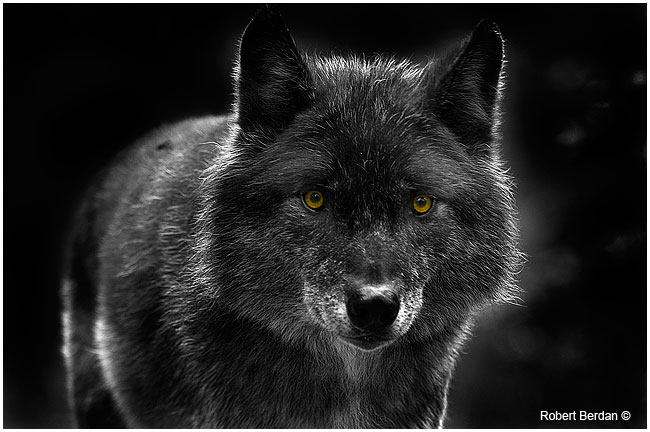 Wolf by Robert Berdan 