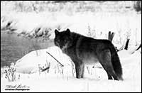 Black and white photo of wolf (captive) in winter by Robert Berdan