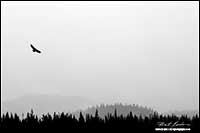 Black and white photo of eagle in oncoming snow squall Banff National Park by Robert Berdan 