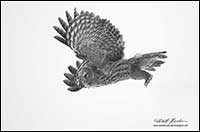 Black and white photo of Great Gray Owl in flight by Robert Berdan