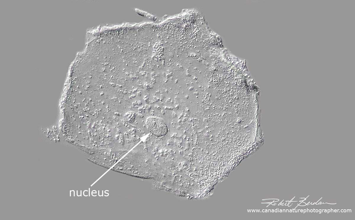 Single human cheek cell (mine) viewed by Differential Interference microscopy showing the nucleus Robert Berdan ©