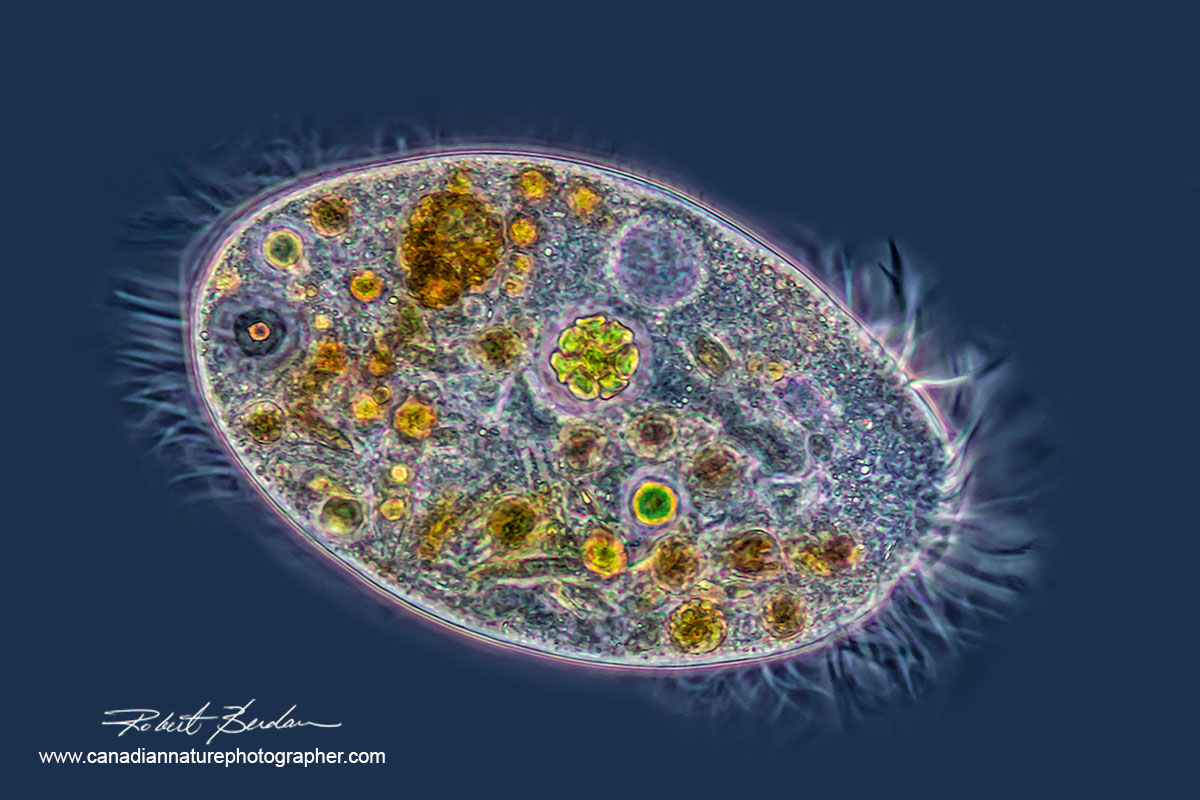 Ciliate found in pond water using positive phase contrast (Zeiss Axioscope)  Robert Berdan ©